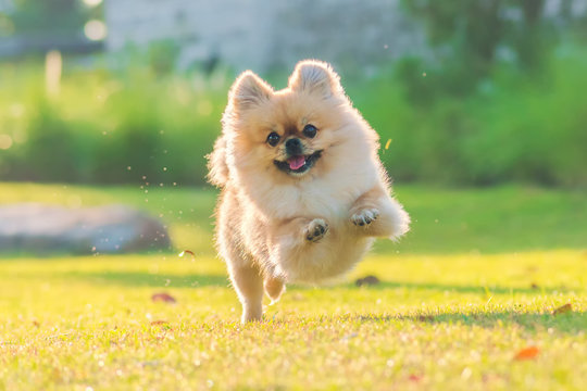 A cute furry friend.