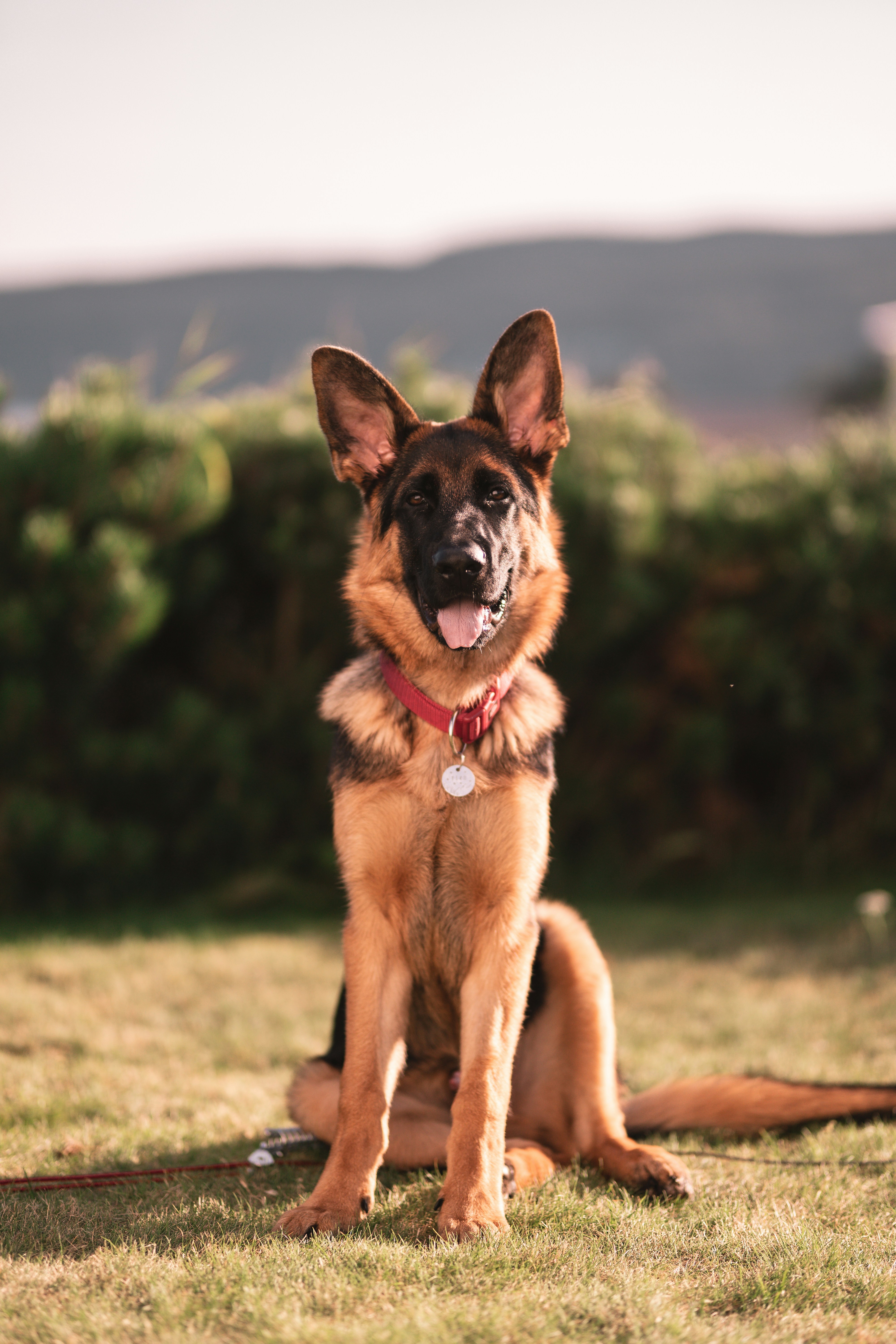 A cute furry friend.